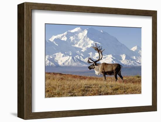 Caribou bull in fall colors with Mount McKinley in the background, Denali National Park, Alaska-Steve Kazlowski-Framed Photographic Print