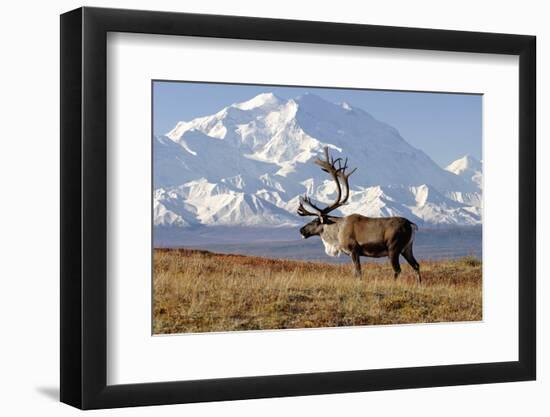 Caribou bull in fall colors with Mount McKinley in the background, Denali National Park, Alaska-Steve Kazlowski-Framed Photographic Print