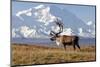 Caribou bull in fall colors with Mount McKinley in the background, Denali National Park, Alaska-Steve Kazlowski-Mounted Photographic Print