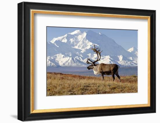 Caribou bull in fall colors with Mount McKinley in the background, Denali National Park, Alaska-Steve Kazlowski-Framed Photographic Print