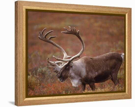 Caribou, Denali National Park, AK-John Luke-Framed Premier Image Canvas