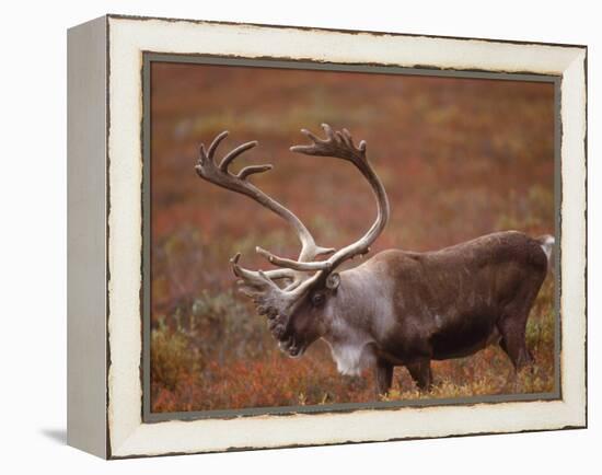 Caribou, Denali National Park, AK-John Luke-Framed Premier Image Canvas