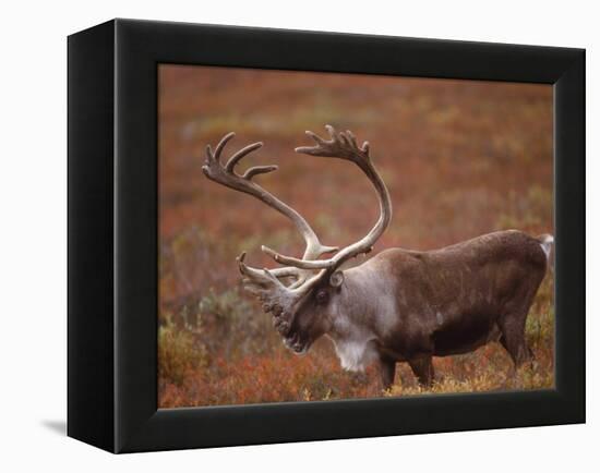 Caribou, Denali National Park, AK-John Luke-Framed Premier Image Canvas