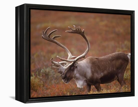 Caribou, Denali National Park, AK-John Luke-Framed Premier Image Canvas