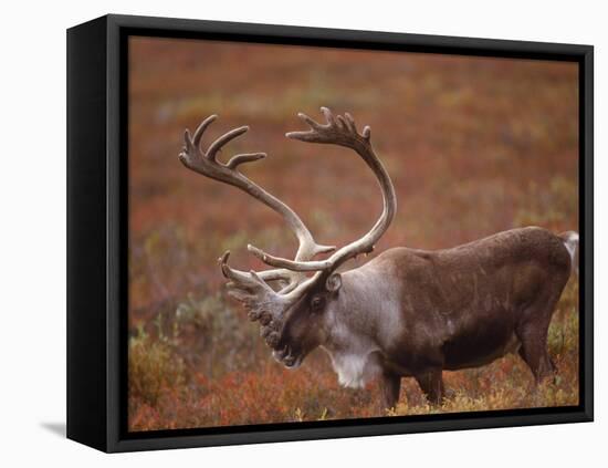 Caribou, Denali National Park, AK-John Luke-Framed Premier Image Canvas