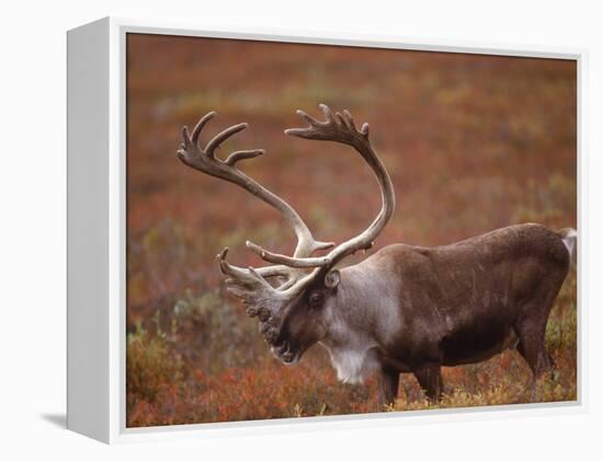 Caribou, Denali National Park, AK-John Luke-Framed Premier Image Canvas