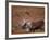 Caribou, Denali National Park, AK-John Luke-Framed Photographic Print