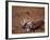 Caribou, Denali National Park, AK-John Luke-Framed Photographic Print