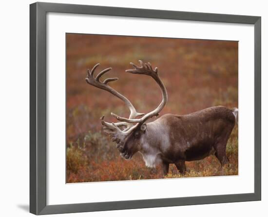 Caribou, Denali National Park, AK-John Luke-Framed Photographic Print