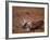 Caribou, Denali National Park, AK-John Luke-Framed Photographic Print