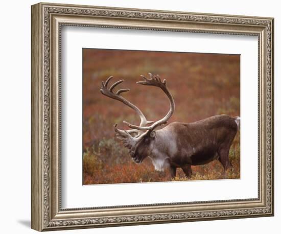 Caribou, Denali National Park, AK-John Luke-Framed Photographic Print