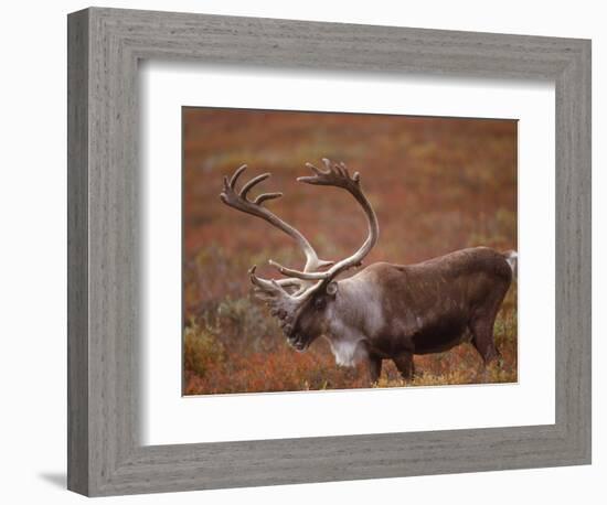 Caribou, Denali National Park, AK-John Luke-Framed Photographic Print