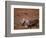 Caribou, Denali National Park, AK-John Luke-Framed Photographic Print