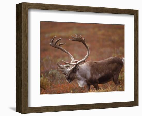 Caribou, Denali National Park, AK-John Luke-Framed Photographic Print