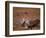 Caribou, Denali National Park, AK-John Luke-Framed Photographic Print