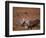 Caribou, Denali National Park, AK-John Luke-Framed Photographic Print