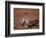 Caribou, Denali National Park, AK-John Luke-Framed Photographic Print