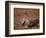 Caribou, Denali National Park, AK-John Luke-Framed Photographic Print