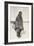 Caribou Eskimo Wearing Snow Glasses Made of Wood, Canada, 1921-24-Knud Rasmussen-Framed Photographic Print