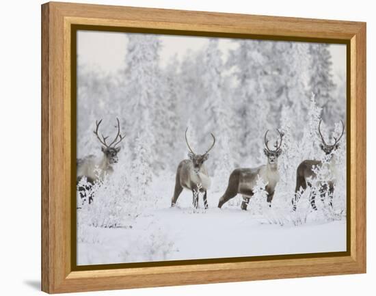 Caribou, Finger Mountain, Alaska, USA-Hugh Rose-Framed Premier Image Canvas