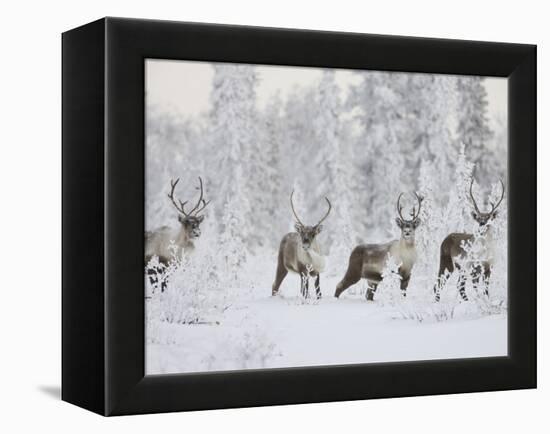 Caribou, Finger Mountain, Alaska, USA-Hugh Rose-Framed Premier Image Canvas