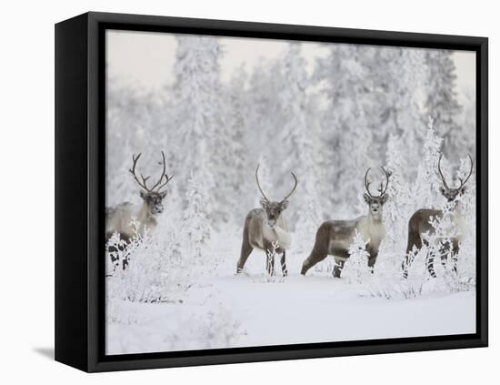 Caribou, Finger Mountain, Alaska, USA-Hugh Rose-Framed Premier Image Canvas