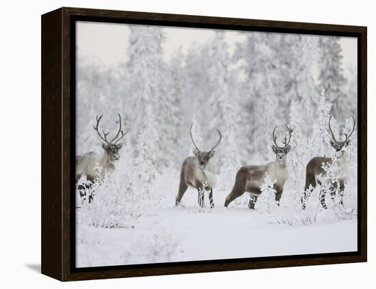 Caribou, Finger Mountain, Alaska, USA-Hugh Rose-Framed Premier Image Canvas