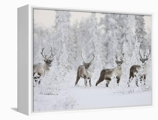 Caribou, Finger Mountain, Alaska, USA-Hugh Rose-Framed Premier Image Canvas