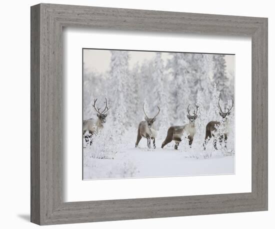 Caribou, Finger Mountain, Alaska, USA-Hugh Rose-Framed Photographic Print