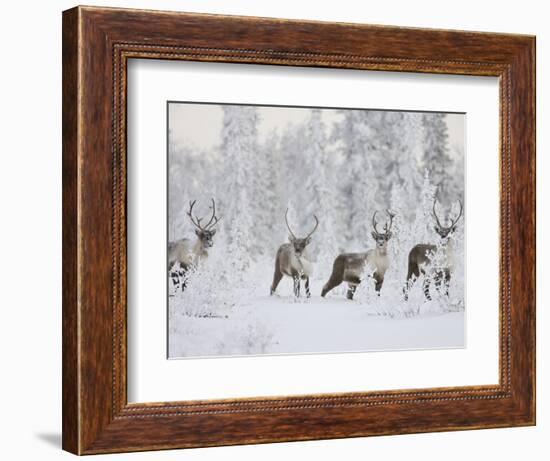 Caribou, Finger Mountain, Alaska, USA-Hugh Rose-Framed Photographic Print