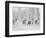 Caribou, Finger Mountain, Alaska, USA-Hugh Rose-Framed Photographic Print