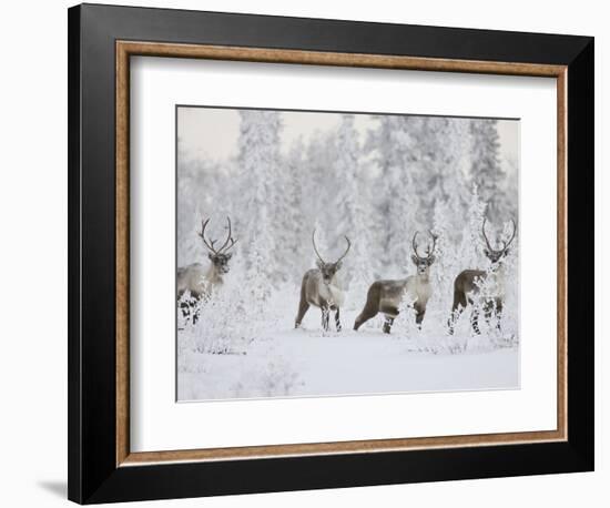 Caribou, Finger Mountain, Alaska, USA-Hugh Rose-Framed Photographic Print