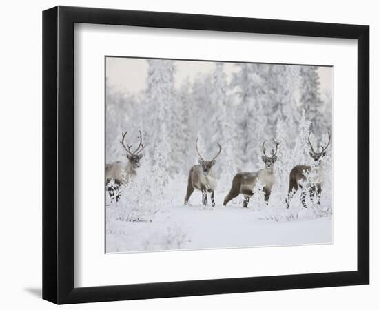 Caribou, Finger Mountain, Alaska, USA-Hugh Rose-Framed Photographic Print