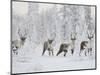 Caribou, Finger Mountain, Alaska, USA-Hugh Rose-Mounted Photographic Print