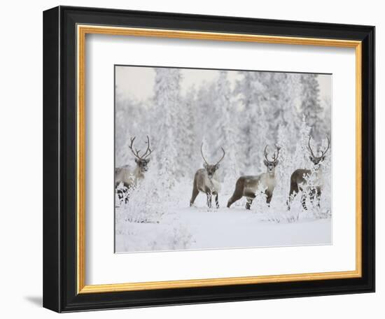 Caribou, Finger Mountain, Alaska, USA-Hugh Rose-Framed Photographic Print