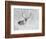 Caribou, Finger Mountain, Alaska, USA-Hugh Rose-Framed Photographic Print