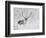 Caribou, Finger Mountain, Alaska, USA-Hugh Rose-Framed Photographic Print