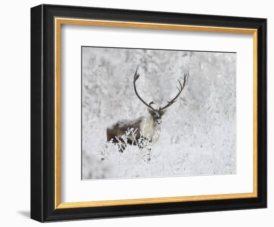 Caribou, Finger Mountain, Alaska, USA-Hugh Rose-Framed Photographic Print