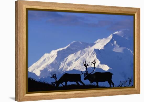 Caribou Grazing Near Wonder Lake Below Mt. Mckinley-null-Framed Premier Image Canvas