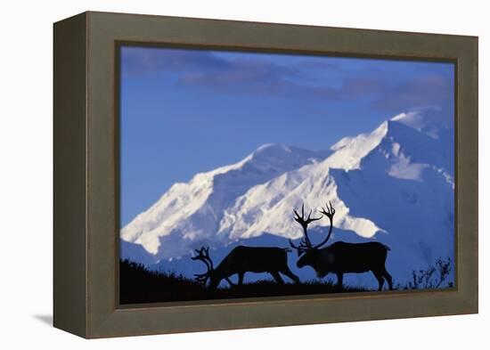 Caribou Grazing Near Wonder Lake Below Mt. Mckinley-null-Framed Premier Image Canvas