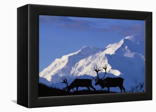 Caribou Grazing Near Wonder Lake Below Mt. Mckinley-null-Framed Premier Image Canvas