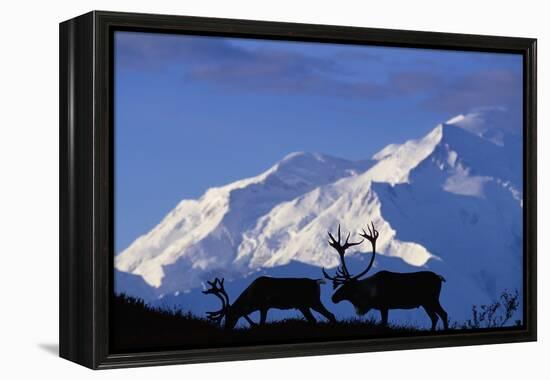 Caribou Grazing Near Wonder Lake Below Mt. Mckinley-null-Framed Premier Image Canvas