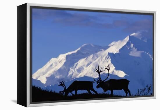 Caribou Grazing Near Wonder Lake Below Mt. Mckinley-null-Framed Premier Image Canvas