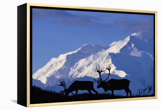 Caribou Grazing Near Wonder Lake Below Mt. Mckinley-null-Framed Premier Image Canvas