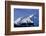Caribou Grazing Near Wonder Lake Below Mt. Mckinley-null-Framed Premium Photographic Print