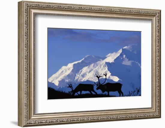 Caribou Grazing Near Wonder Lake Below Mt. Mckinley-null-Framed Photographic Print