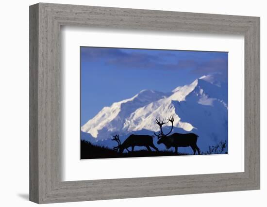 Caribou Grazing Near Wonder Lake Below Mt. Mckinley-null-Framed Photographic Print