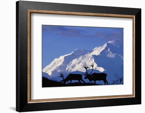 Caribou Grazing Near Wonder Lake Below Mt. Mckinley-null-Framed Photographic Print