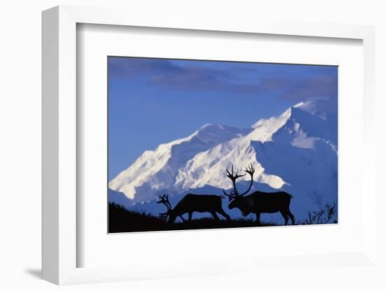 Caribou Grazing Near Wonder Lake Below Mt. Mckinley-null-Framed Photographic Print