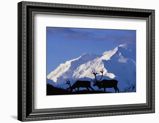 Caribou Grazing Near Wonder Lake Below Mt. Mckinley-null-Framed Photographic Print